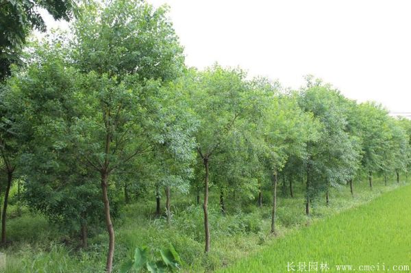 紅烏桕圖片紅烏桕基地實拍 紅烏桕圖片紅烏桕基地實拍