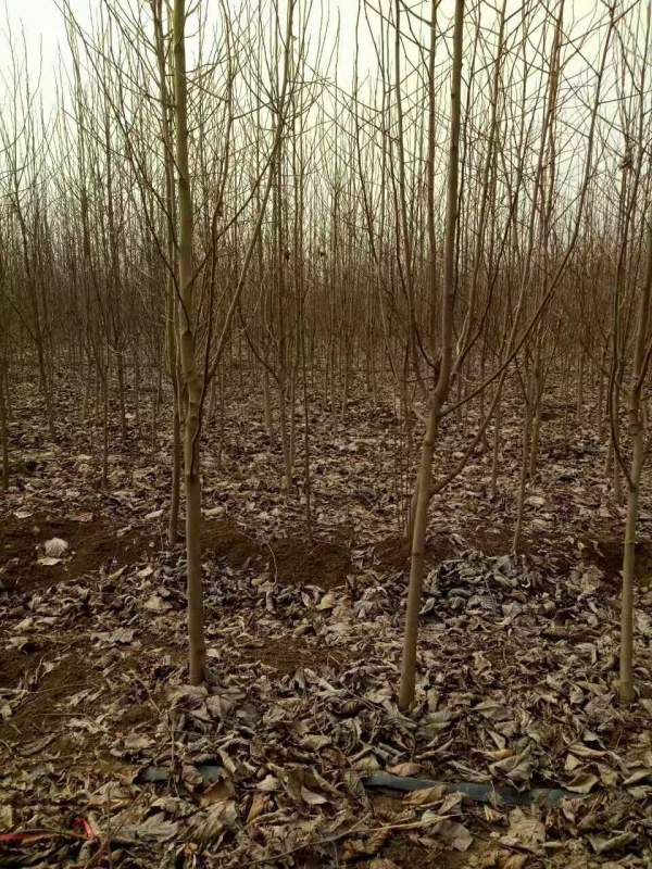 白玉蘭圖片白玉蘭基地實拍 白玉蘭圖片白玉蘭基地實拍