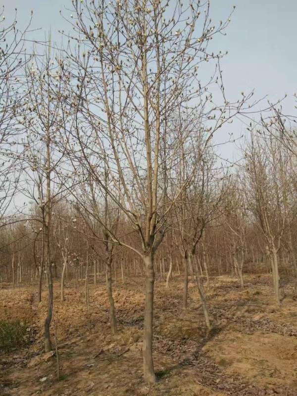 白玉蘭圖片白玉蘭基地實拍 白玉蘭圖片白玉蘭基地實拍