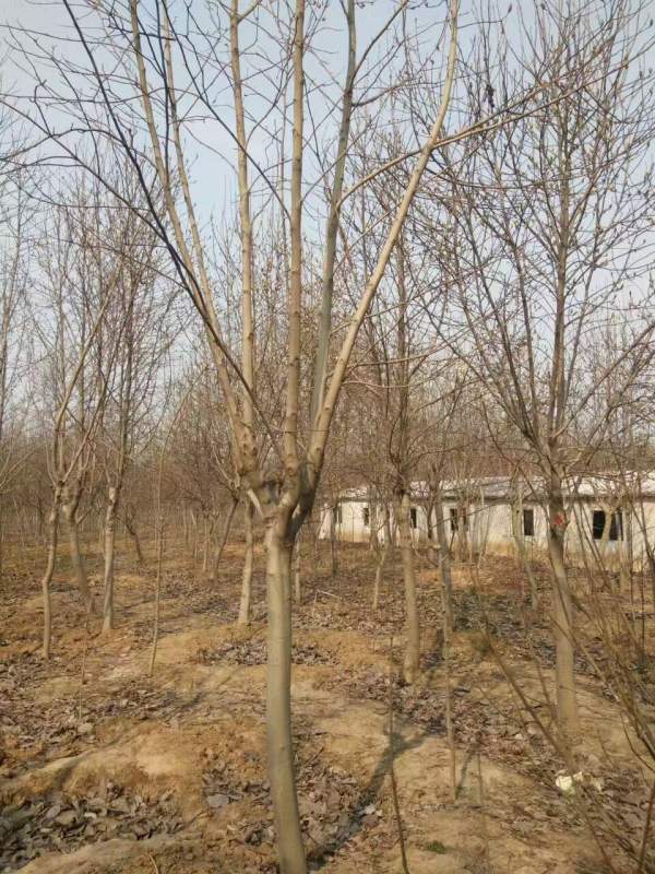 白玉蘭圖片白玉蘭基地實拍 白玉蘭圖片白玉蘭基地實拍