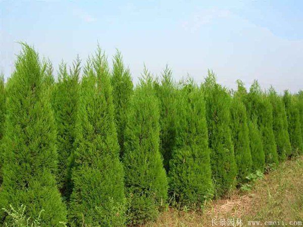 北京檜圖片基地實拍