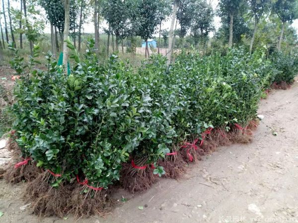 冬青小苗圖片基地實(shí)拍 冬青小苗圖片基地實(shí)拍