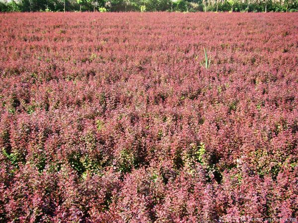 紅葉小檗圖片基地實(shí)拍 紅葉小檗圖片基地實(shí)拍
