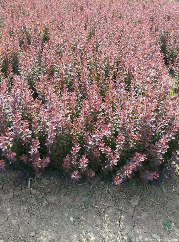 紅葉小檗圖片基地實(shí)拍 紅葉小檗圖片基地實(shí)拍
