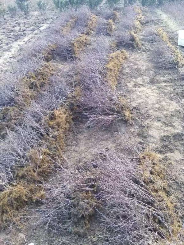 紅葉小檗圖片基地實(shí)拍 紅葉小檗圖片基地實(shí)拍