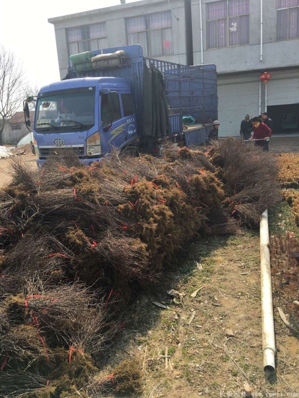 紅葉小檗圖片基地實(shí)拍 紅葉小檗圖片基地實(shí)拍