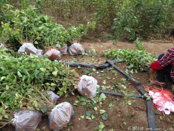 丁香圖片基地實拍 丁香圖片基地實拍