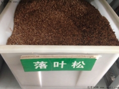 落葉松種子