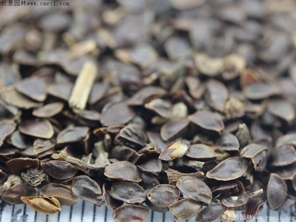 假龍頭種子圖片 假龍頭種子圖片