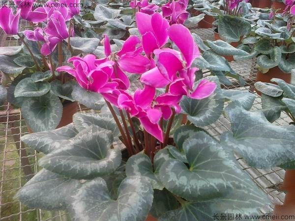 仙客來種子發(fā)芽出苗開花圖片 仙客來種子發(fā)芽出苗開花圖片