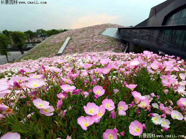 月見(jiàn)草 月見(jiàn)草
