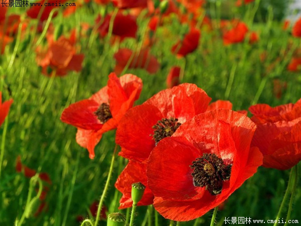 紅色虞美人 紅色虞美人