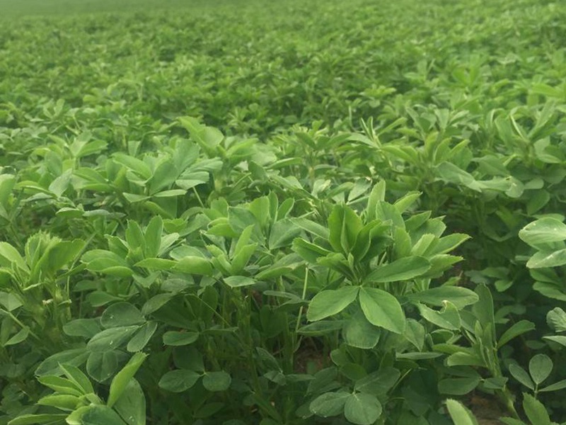 進口苜蓿 進口苜蓿