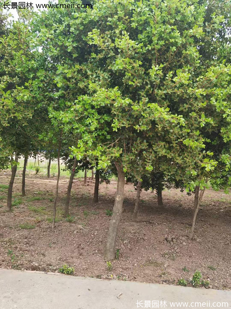 小葉黃楊樹 小葉黃楊樹