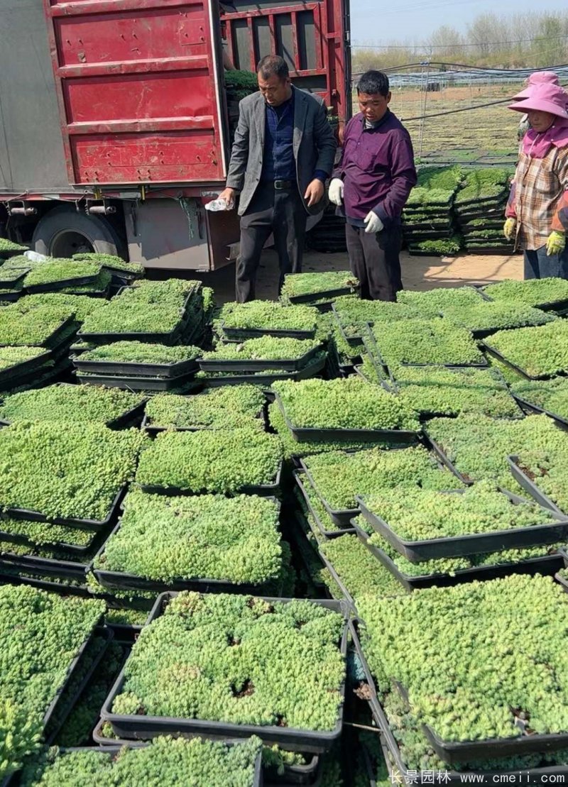 中華景天托盤苗 中華景天托盤苗