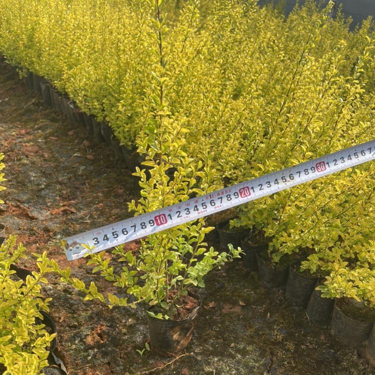 亮晶女貞 亮晶女貞