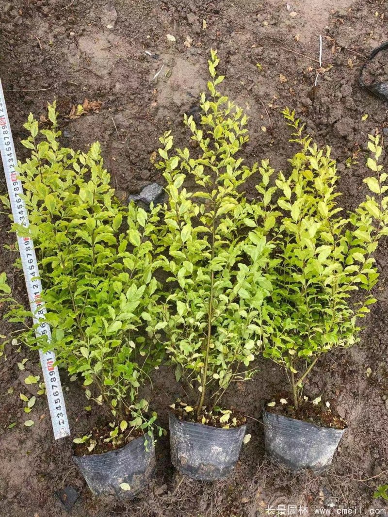 亮晶女貞 亮晶女貞