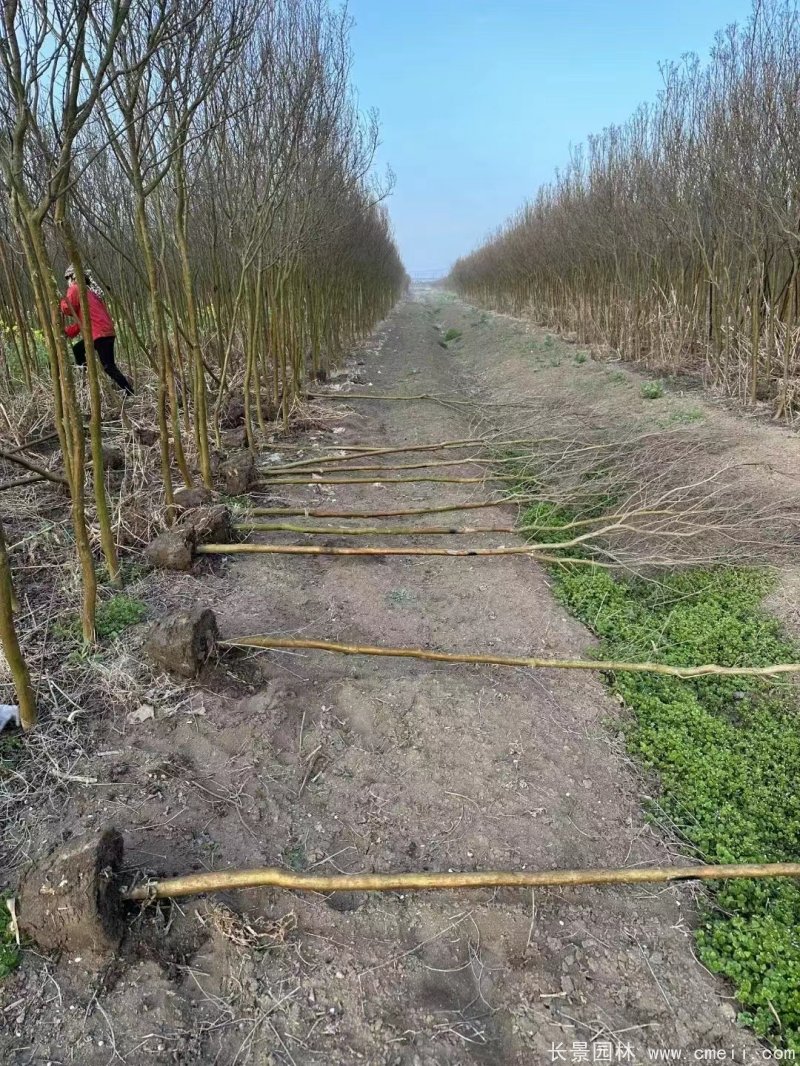 紫葉丹紅紫薇苗 紫葉丹紅紫薇苗