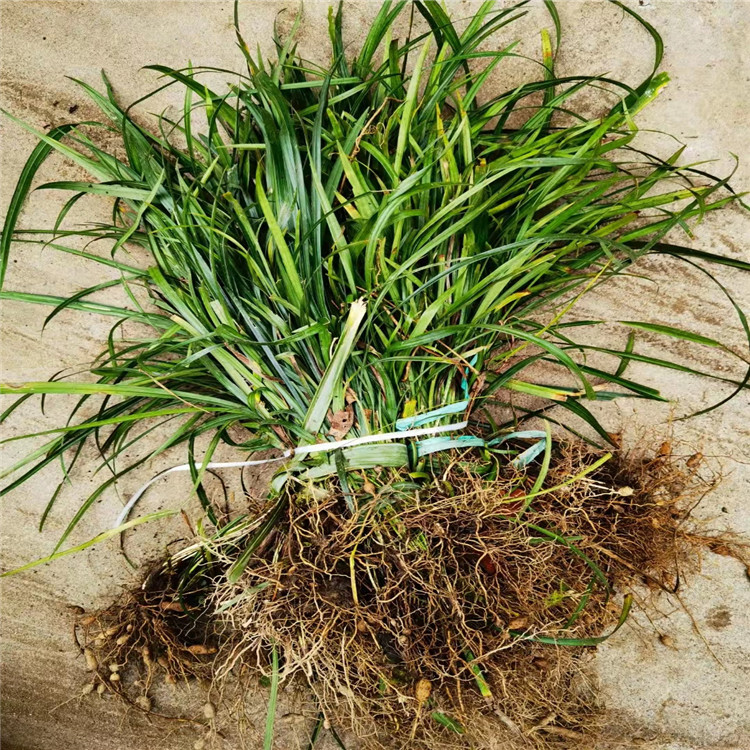 蘭花三七長景園林沭陽 蘭花三七長景園林沭陽