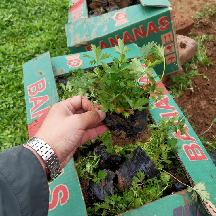 三葉委陵菜種苗 三葉委陵菜種苗