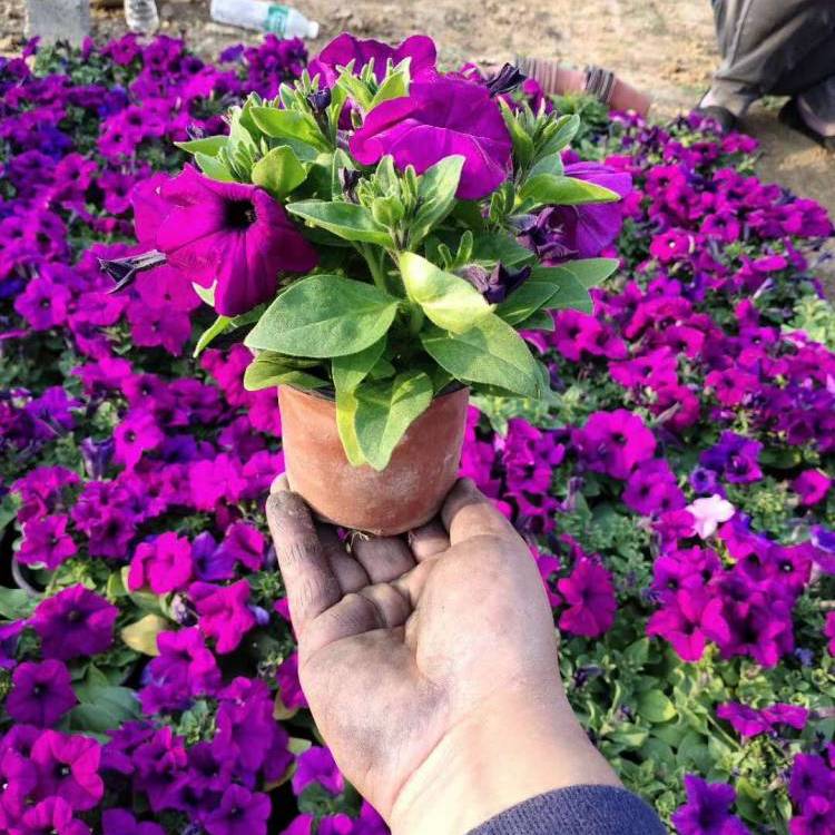 紫色喇叭花 紫色喇叭花