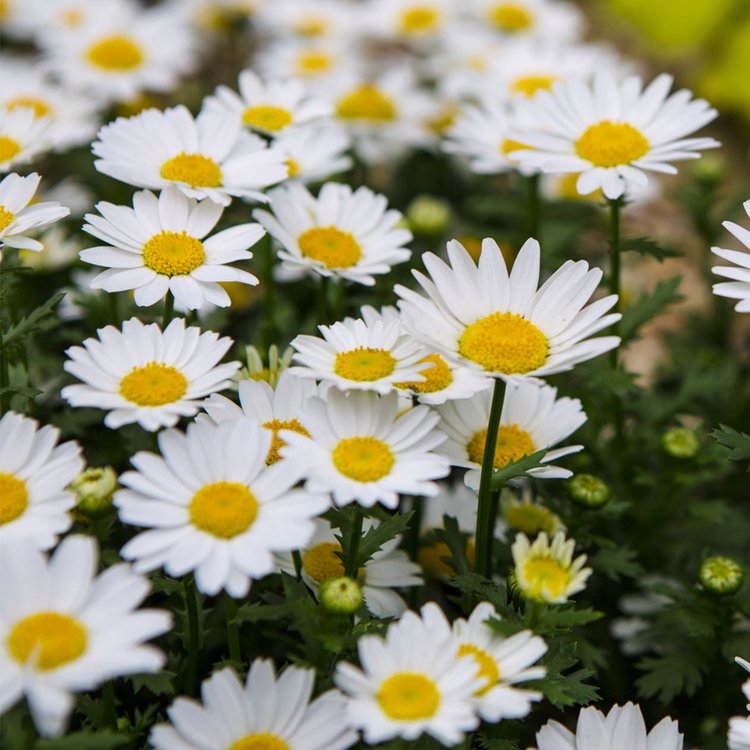 白菊花朵圖片 白菊花朵圖片